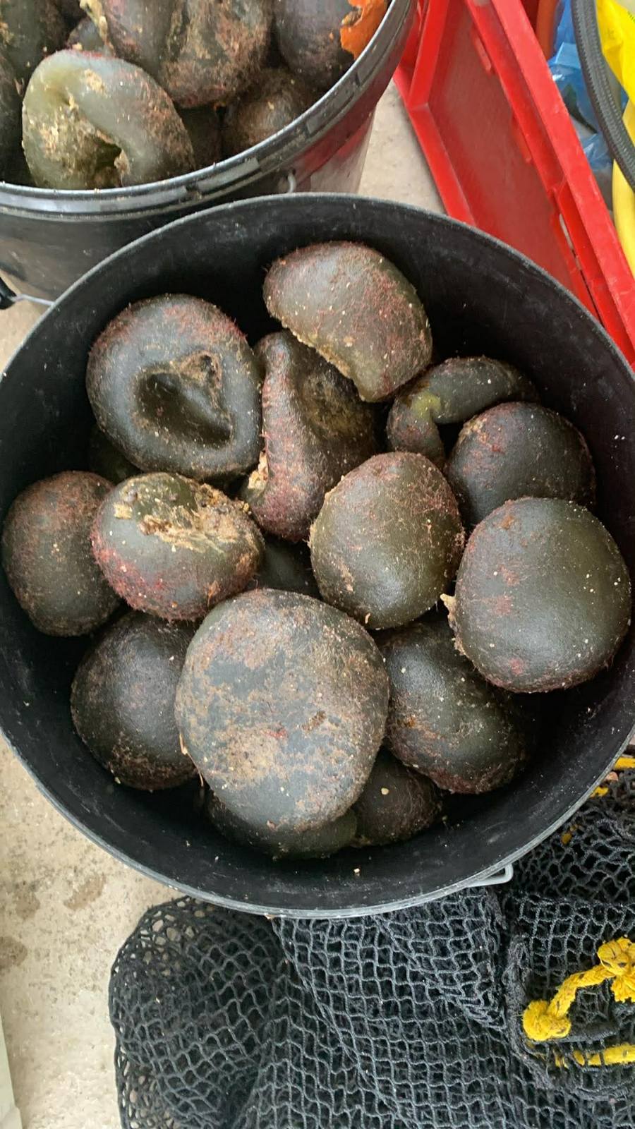 Codium bursa collection